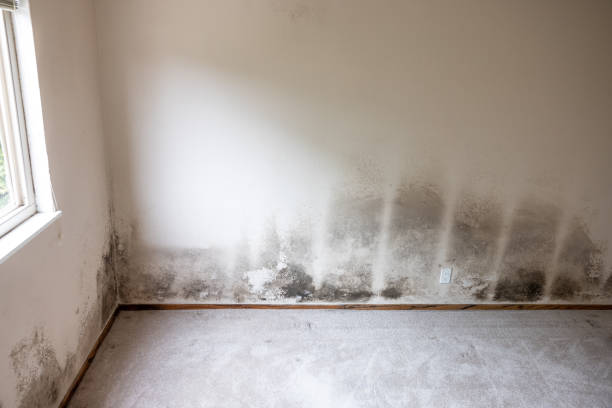 Mold Odor Removal Services in Sudan, TX